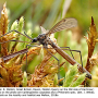 Triogma trisulcata : habitus - male
