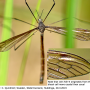 Triogma trisulcata : habitus - male