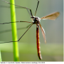 Triogma trisulcata : habitus - male