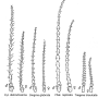Triogma trisulcata : body part(s) - antenna