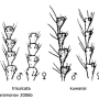 Triogma trisulcata : body part(s) - antenna
