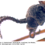 Triogma trisulcata : body part(s) - head and antenna