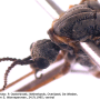 Triogma trisulcata : body part(s) - head and thorax