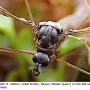 Triogma trisulcata : body part(s) - head and thorax