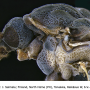Triogma trisulcata : body part(s) - head and thorax
