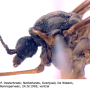 Triogma trisulcata : body part(s) - head and thorax