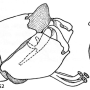 Triogma trisulcata : hypopygium