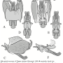 Triogma trisulcata : hypopygium