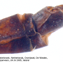Triogma trisulcata : hypopygium