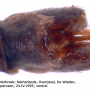 Triogma trisulcata : hypopygium