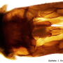 Triogma trisulcata : hypopygium