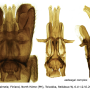 Triogma trisulcata : hypopygium