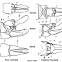 Triogma trisulcata : ovipositor