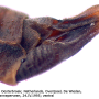 Triogma trisulcata : ovipositor