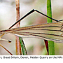 Triogma trisulcata : wing