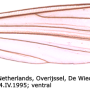 Triogma trisulcata : wing