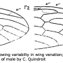 Triogma trisulcata : wing