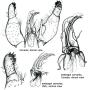 Ula (Ula) elegans : hypopygium