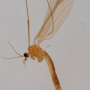 Ula (Ula) mollissima : habitus - female