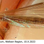 Ula (Ula) mollissima : habitus - female