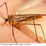 Ula (Ula) mollissima : habitus - female