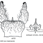 Ula (Ula) mollissima : hypopygium