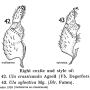 Ula (Ula) mollissima : hypopygium