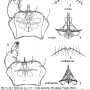 Ula (Ula) mollissima : hypopygium