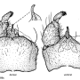 Ula (Ula) mollissima : hypopygium