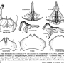 Ula (Ula) mollissima : hypopygium