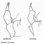 Ula (Ula) mollissima : hypopygium