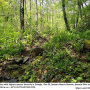 Ula (Ula) mollissima : habitat