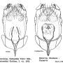 Ula (Ula) mollissima : ovipositor
