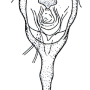 Ula (Ula) mollissima : ovipositor