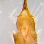 Ula (Ula) mollissima : ovipositor