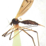 Ulomorpha nigricolor : habitus - female