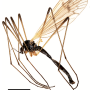 Ulomorpha nigricolor : habitus - male