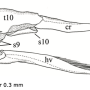 Ulomorpha nigricolor : ovipositor