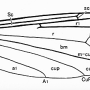 Ulomorpha nigricolor : wing