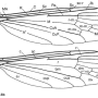 Ulomorpha nigricolor : wing