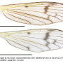Ulomorpha nigricolor : wing