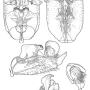 Valdiviana shannonina : hypopygium Valdiviana shannonina : hypopygium