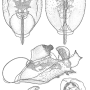 Valdiviana synempora : hypopygium Valdiviana synempora : hypopygium