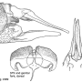 Valdiviana synempora : ovipositor Valdiviana synempora : ovipositor